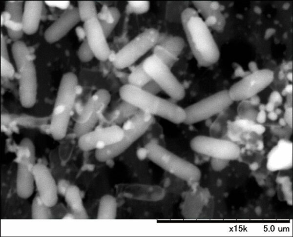 Bacillus Natto Bacterium